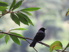 Tachyphonus coronatus