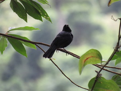 Tachyphonus coronatus