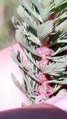 Myriophyllum aquaticum