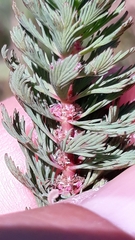 Myriophyllum aquaticum