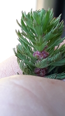 Myriophyllum aquaticum