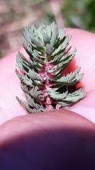 Myriophyllum aquaticum