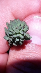 Myriophyllum aquaticum
