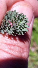 Myriophyllum aquaticum