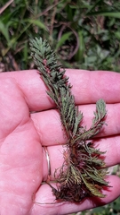 Myriophyllum aquaticum