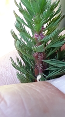 Myriophyllum aquaticum