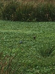 Plegadis falcinellus