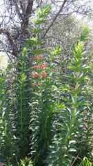 Siphocampylus verticillatus