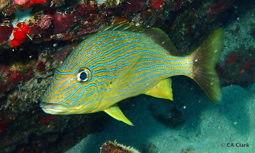 Bluestriped Grunt