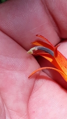 Siphocampylus verticillatus