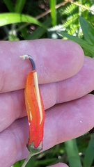 Siphocampylus verticillatus