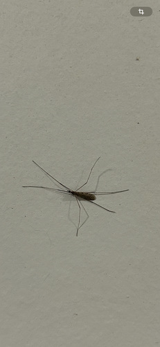 Unknown species found near Durham, NC, US