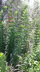 Siphocampylus verticillatus