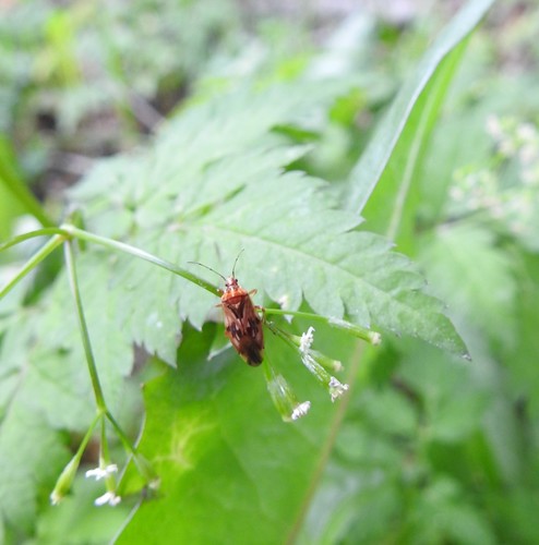 Idiostolus insularis