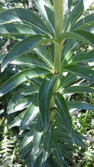 Siphocampylus verticillatus