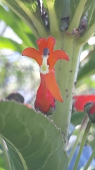 Siphocampylus verticillatus