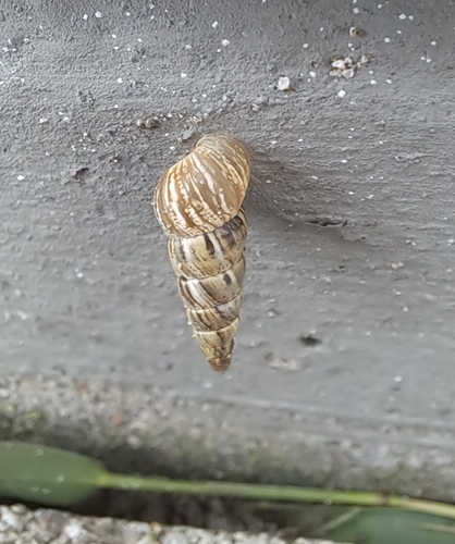 Pointed Snail, 3199 LC Maasvlakte Rotterdam, Nederland, photo 8 of 10