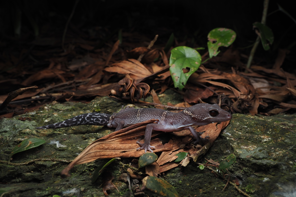 Chinese Cave Gecko