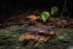 Chinese Cave Gecko photo 1