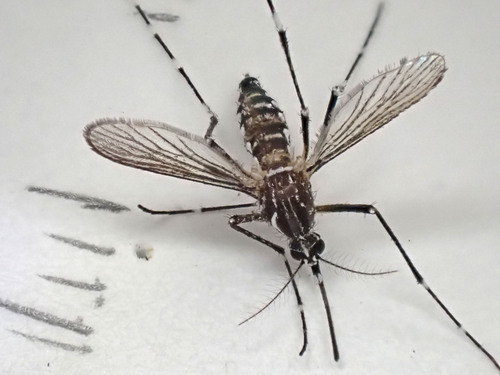 Unknown species found near Glendale, Maricopa Co., Arizona