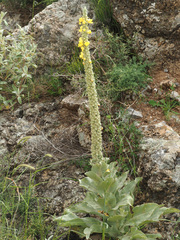 Verbascum macrurum