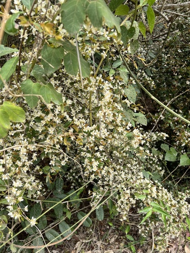 Eugenia sulcata, 2025-10-22