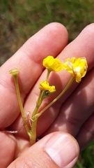 Utricularia platensis
