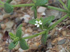 Silene sedoides