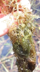 Utricularia platensis