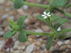 Silene sedoides