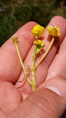 Utricularia platensis