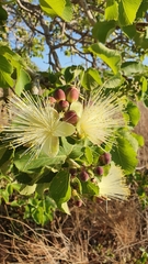 Caryocar brasiliense