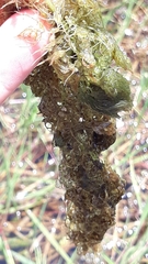 Utricularia platensis