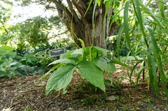 Pinellia tripartita