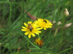 Apis mellifera