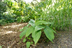 Pinellia tripartita