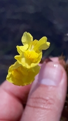 Utricularia platensis