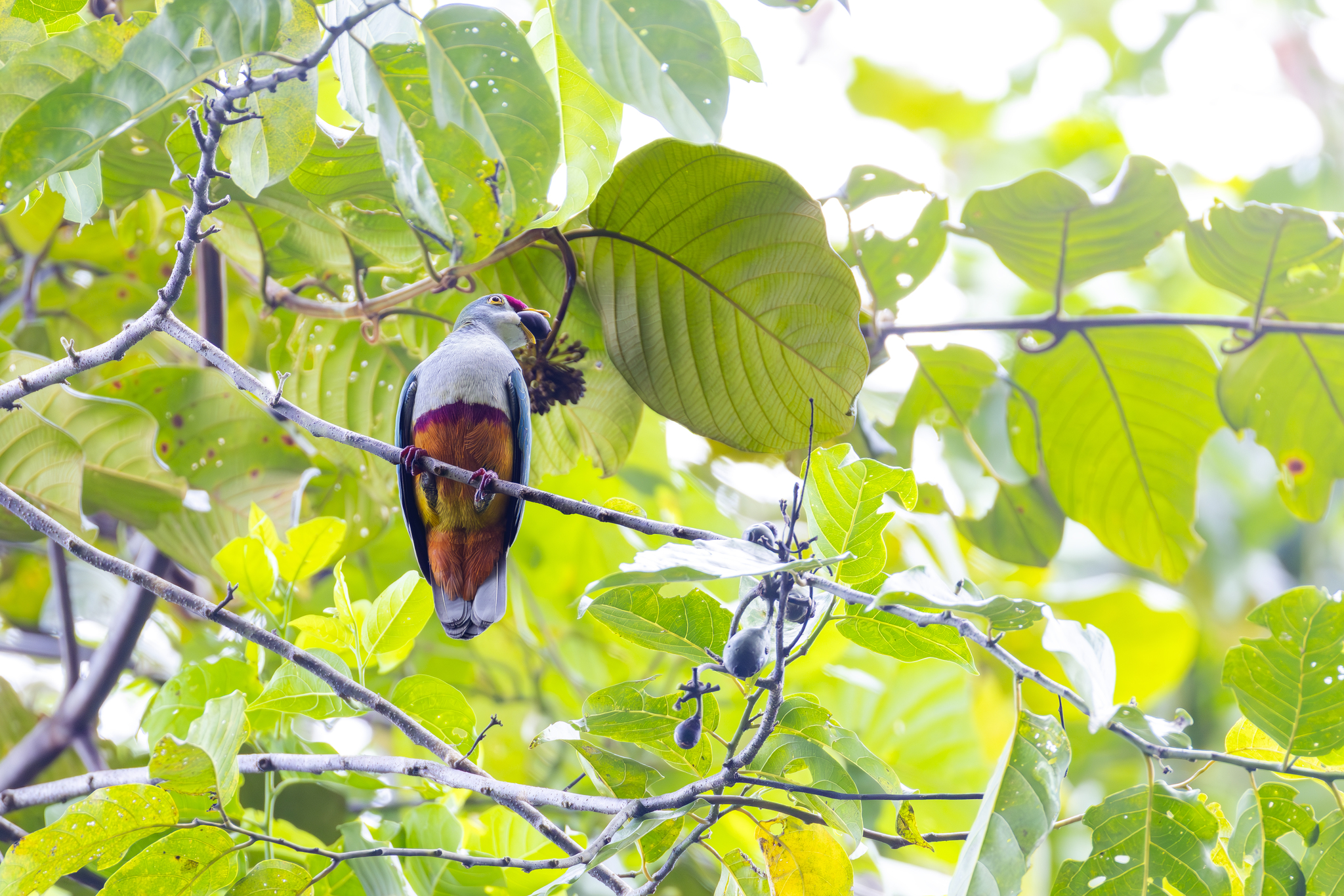 Beautiful Fruit-Dove illustration