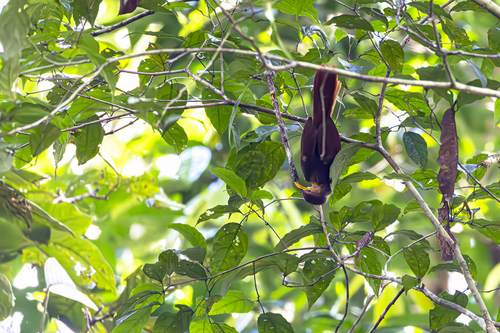 Papuan Babbler (Garritornis isidorei), photo 6