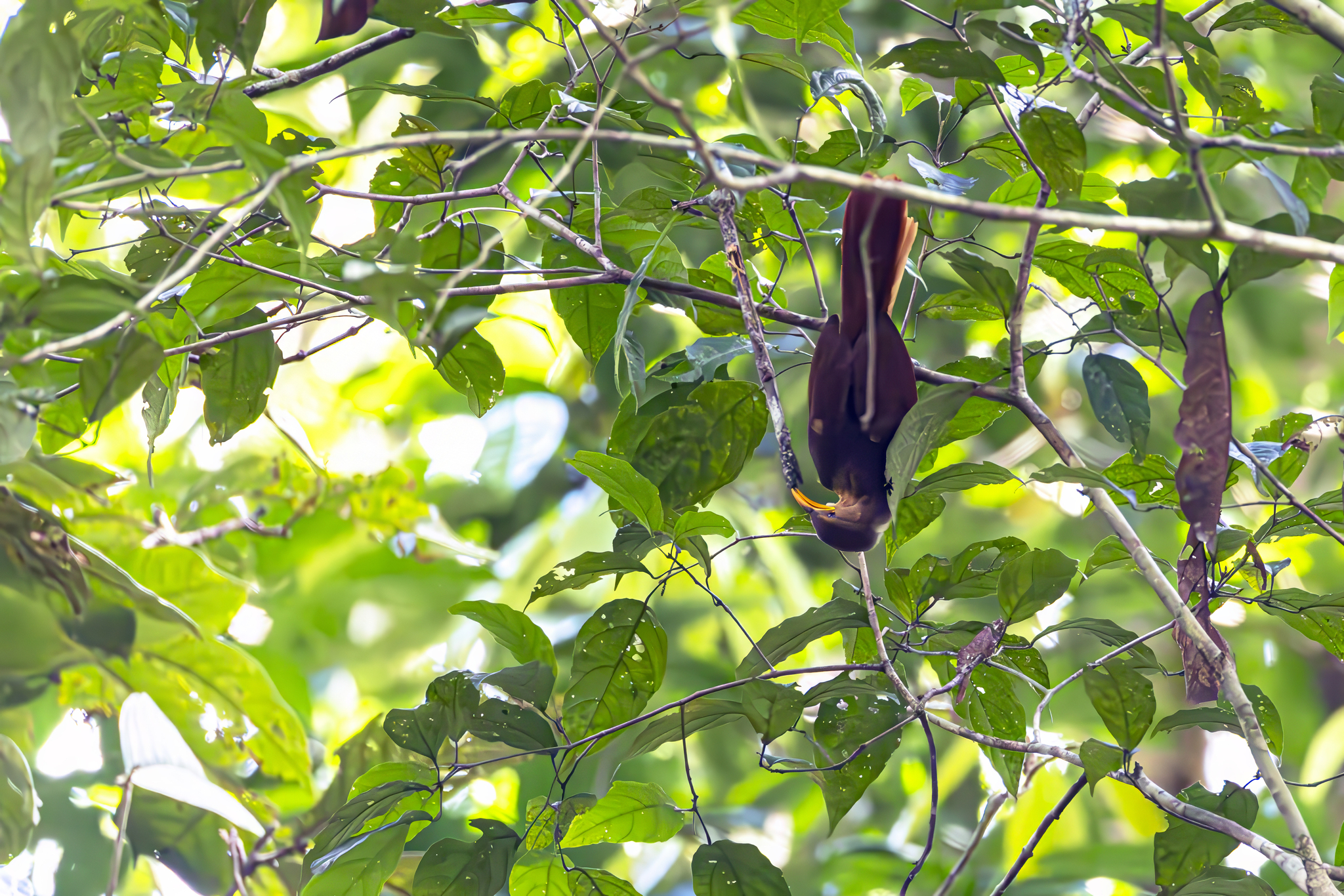 Papuan Babbler (Garritornis isidorei), photo 5