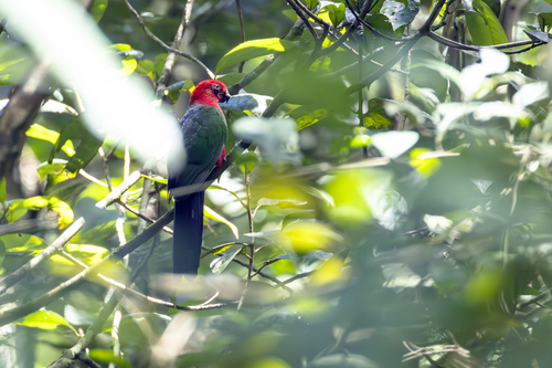 Moluccan King Parrot (Alisterus amboinensis), photo 9