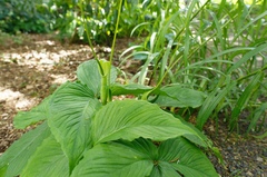 Pinellia tripartita