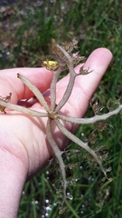 Utricularia platensis