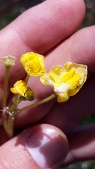 Utricularia platensis