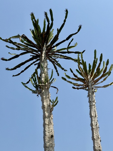Euphorbia candelabrum, photograph 6