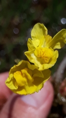 Utricularia platensis