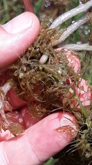 Utricularia platensis