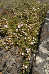 Disphyma australe australe