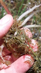 Utricularia platensis