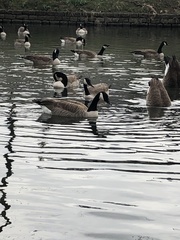 Branta canadensis